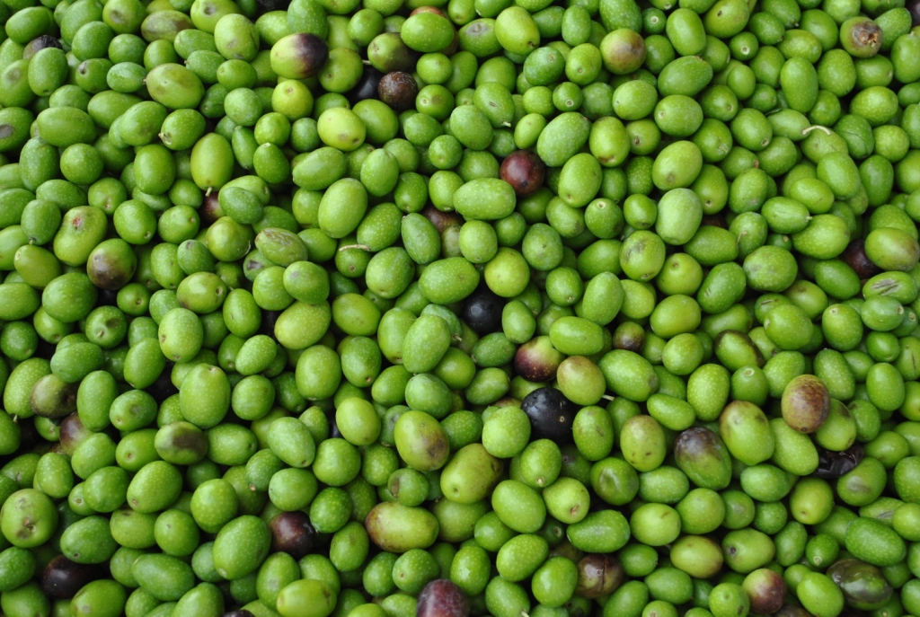 olive