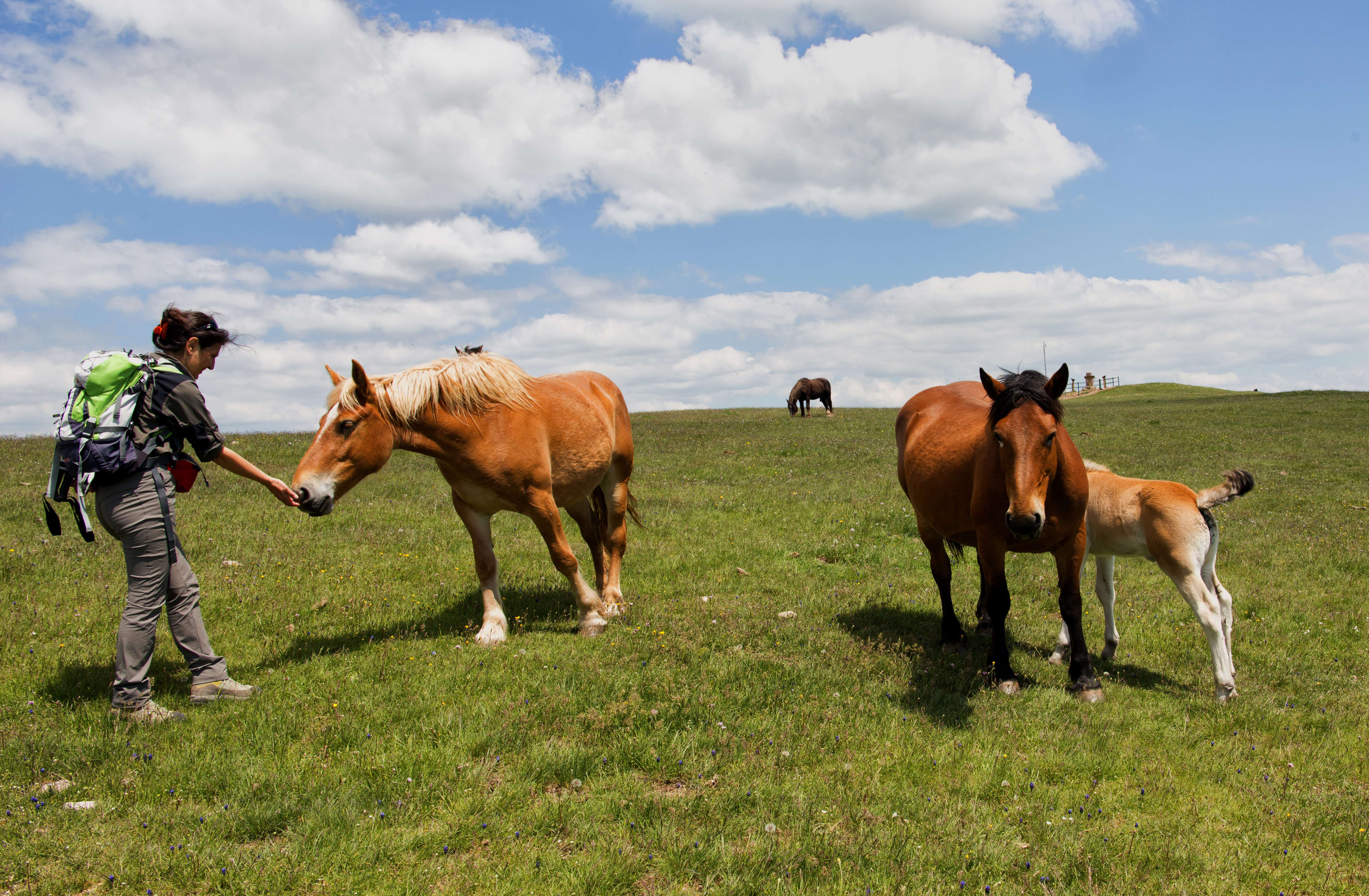 cavallo monte subasio