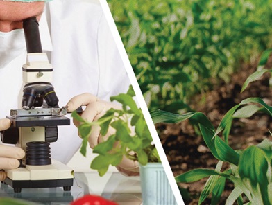 Area agroindustriale di Pantalla