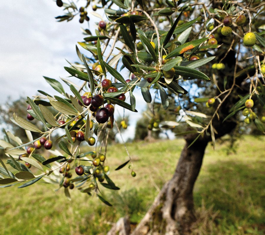 Promotion of the Olive Belt