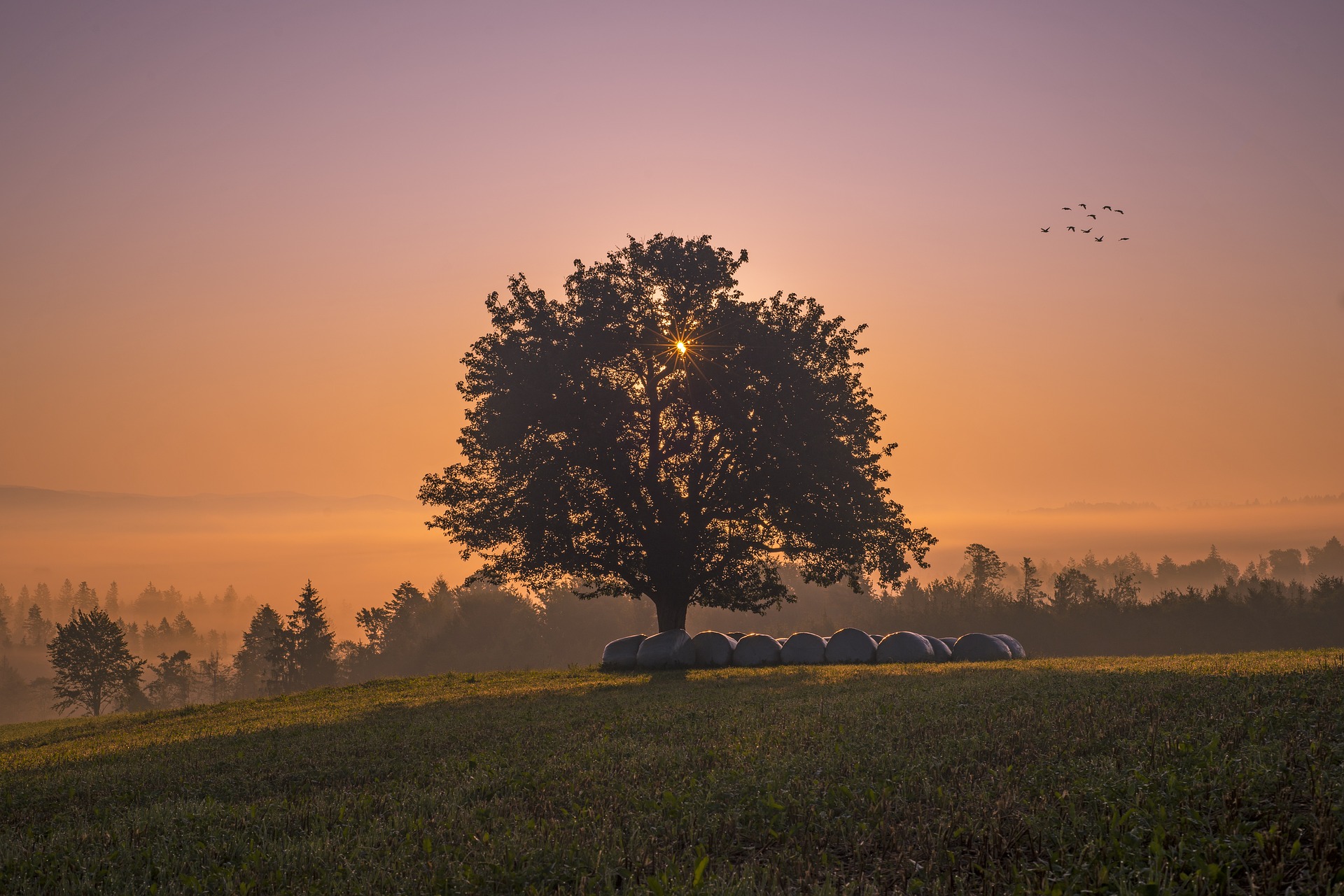 tree-g3ceb9f1b1_1920.jpg